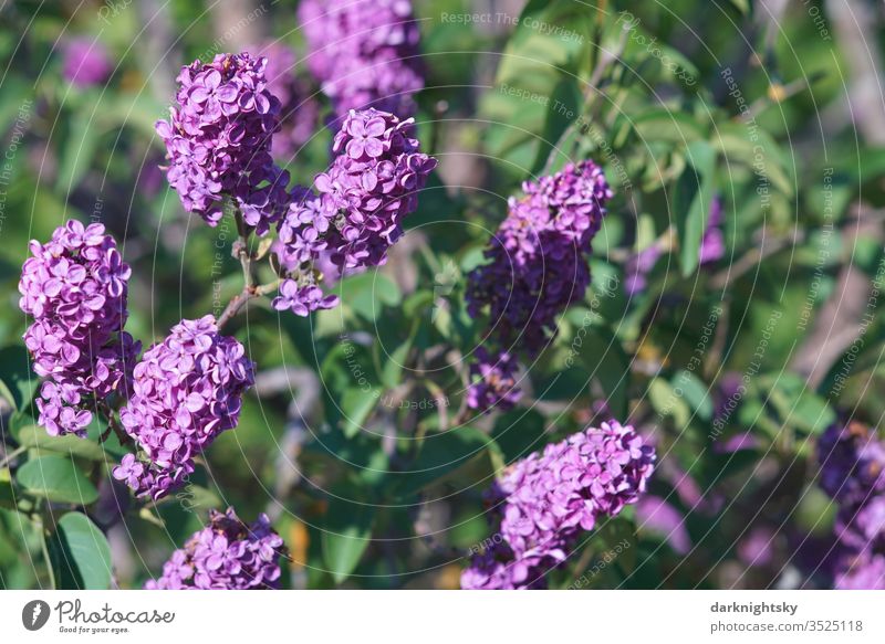 Lilac bush in full bloom lilac lilac blossom lilac blossoms purple Violet green Sun Garden detail Adornment umbels colour harmony Environment spring Season