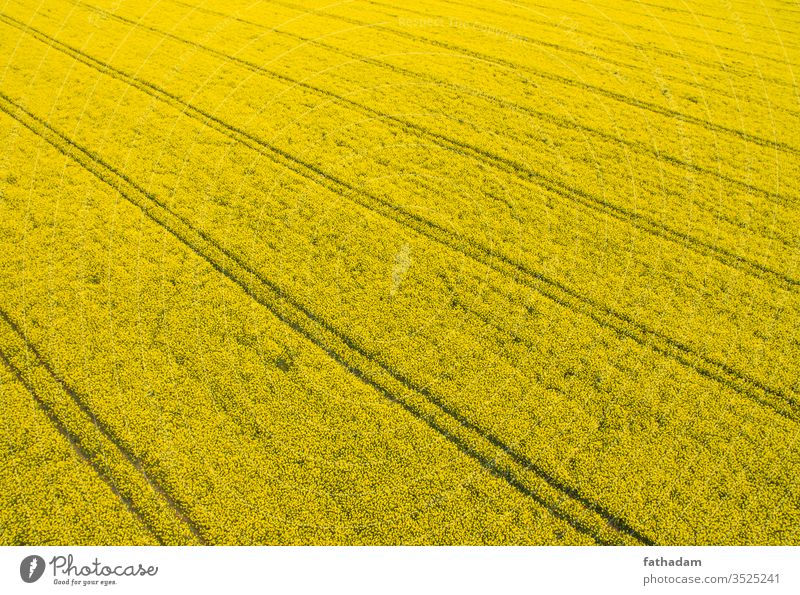 Rapeseed field from above with track lines aerial agricultural agriculture agro background bio biofuel biomass blooming cole-seed color colza colza field