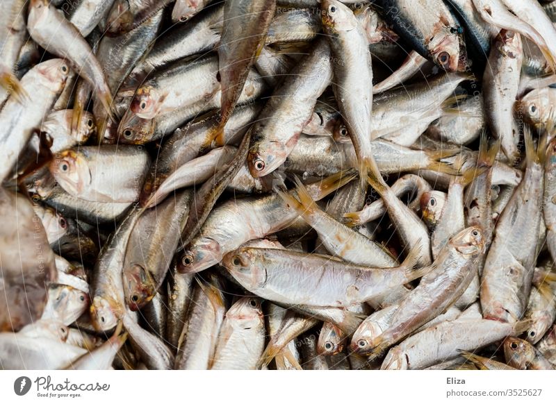 Death by anglers Fish - a Royalty Free Stock Photo from Photocase