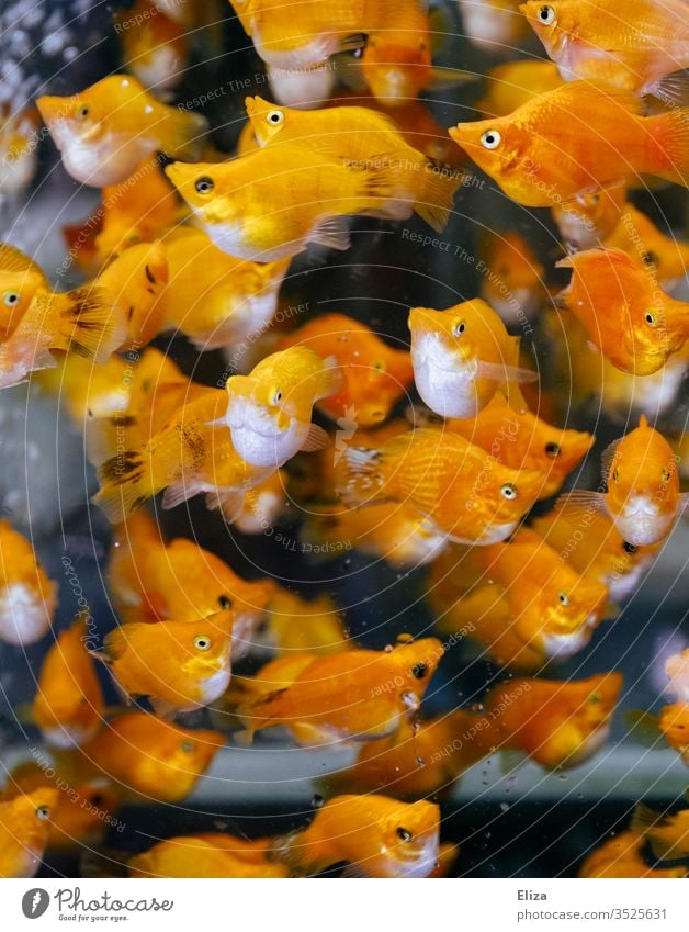 A shoal of orange fish with white bellies underwater Underwater photo Aquarium Shoal of fish Flock Water Orange luminescent Yellow Fish Ocean Animal