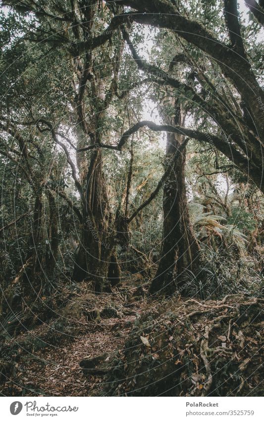 #AS# Rainforest rainforest rainforest clearing rainforest project New Zealand Forest Clearing Edge of the forest Forest walk Hiking hike Nature Exterior shot