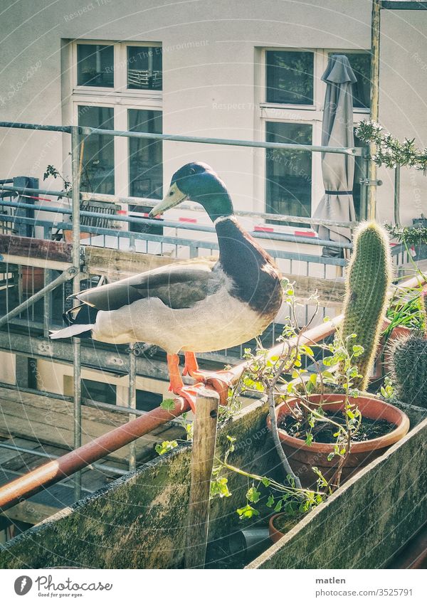 visitors Balcony Duck Drake Sit Window box house window Cactus