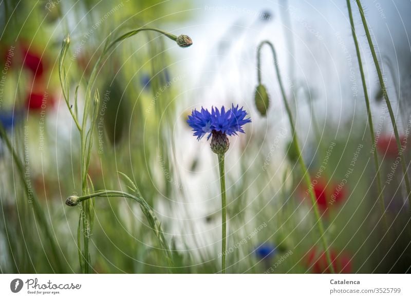 The cornflower is blooming in the foreground of a wildflower meadow, corn poppy is blurring in the background wild flowers meadow flowers flora Plant Blossom