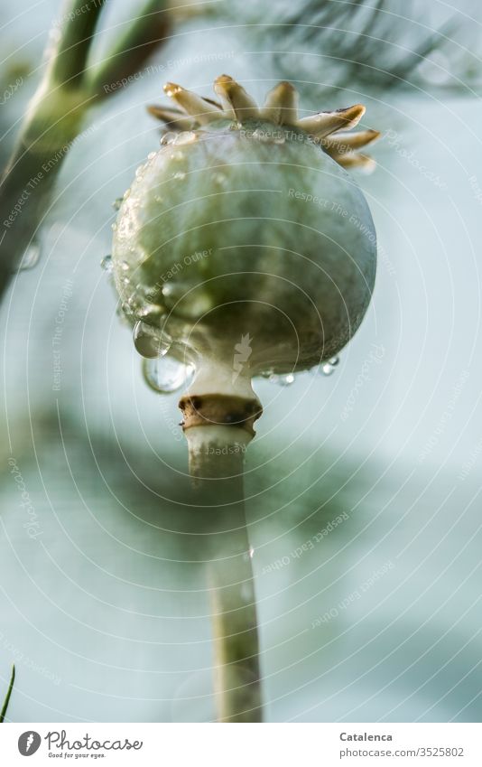 A poppy capsule stands in the rain, water drops roll off it Plant Flower Poppy capsule Nature Garden Rain Wet Water raindrops Bad weather Summer Drops of water