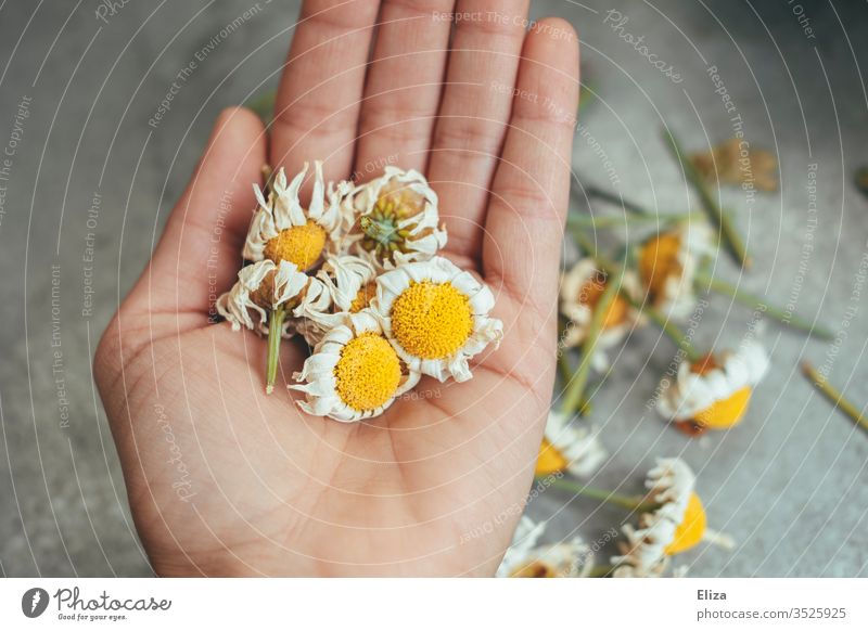A person holding dried up withered daisies in his hand marguerites blocked Faded cut bleed flowers Garden spring Exterior shot do gardening plants