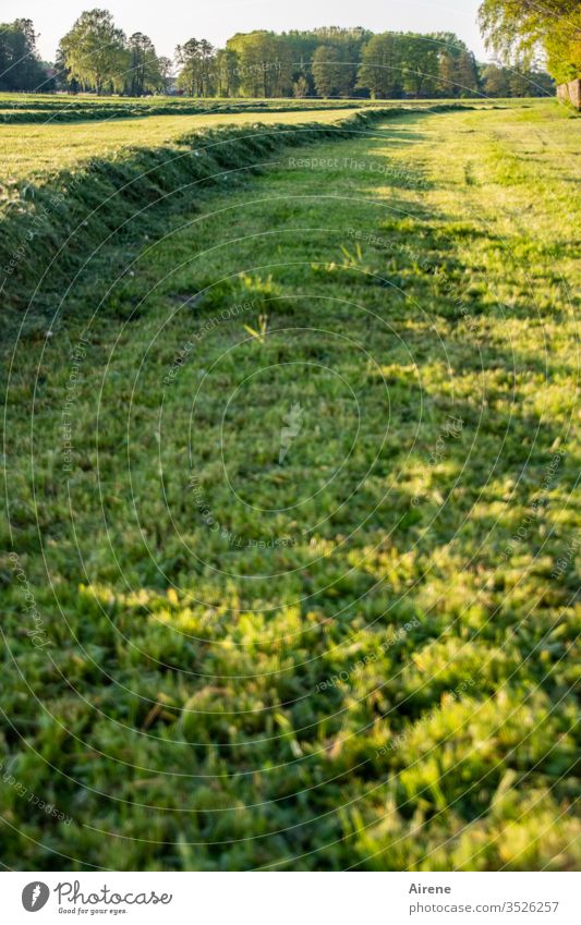 A gmahde Wiesn | taken literally Hay Meadow Reap Field hayfield Working in the fields Agriculture Nature Landscape Work and employment Environment Day rural