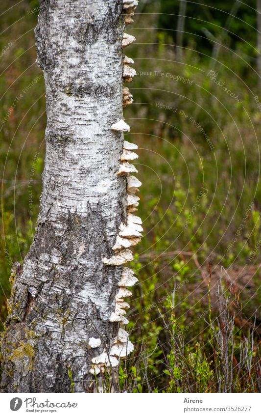 weather side Birch tree Tree trunk mushrooms Sponges White green Bog heather wetland Rain Bad weather front infestation one-sided fungal infestation