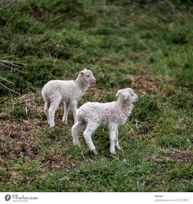 Two lambs of the heathens in a meadow Willow tree white horned heidschnucke Lamb Sheep Agnus Dei Moorland sheep heather sheep breed Seldom Animal Farm animal