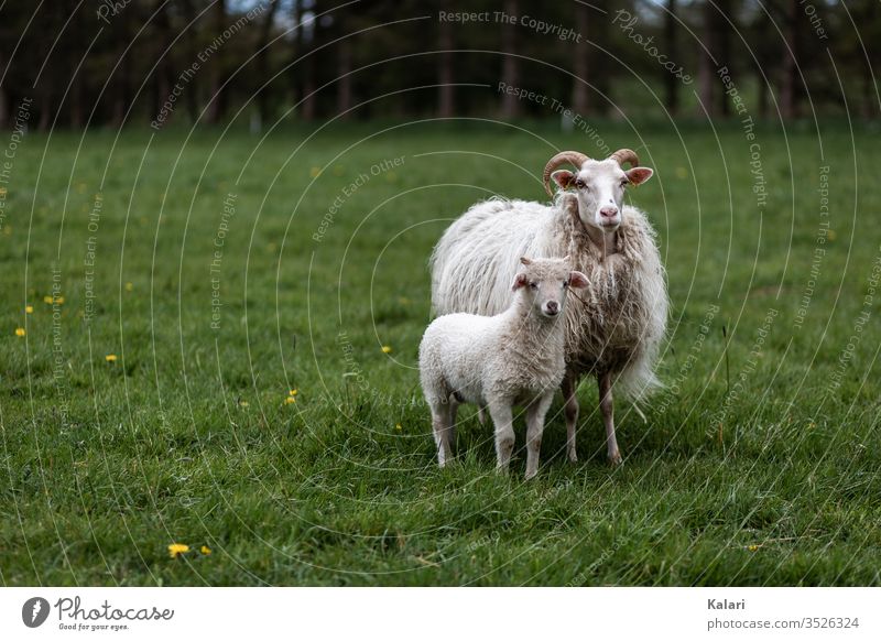 A lamb and its mother Heidschnucke with horns stand in a meadow Sheep Moorland sheep Lamb Mother breed Seldom horned Free-range rearing breed of sheep breeding