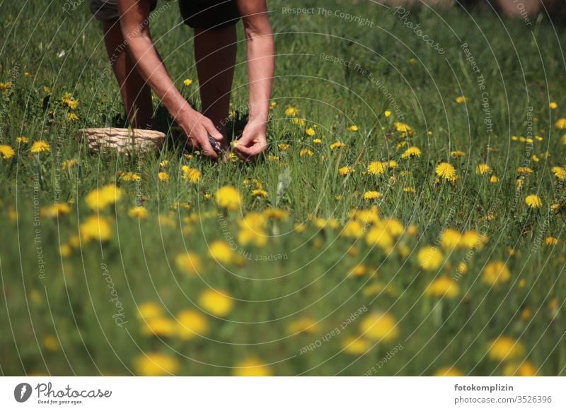 Picking wild herbs and dandelions lowen tooth dandelion meadow Wild herbs Medicinal herbs reap Meadow flower meadow herbs meadow flowers Nature bleed spring