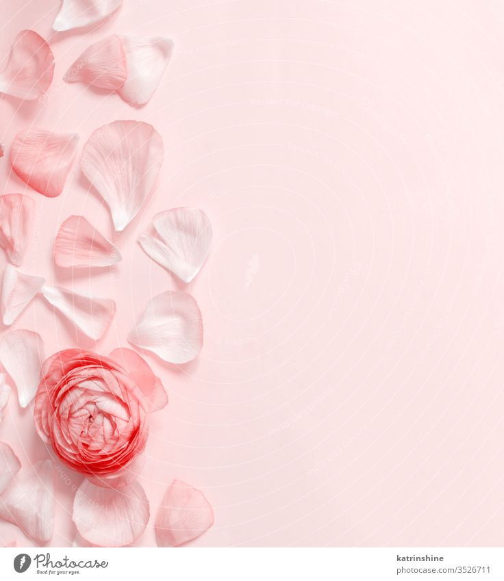 Pink ranunculus flowers and petals on a light pink background spring romantic red monochrome pastel flat lay coral red composition roses top view above concept