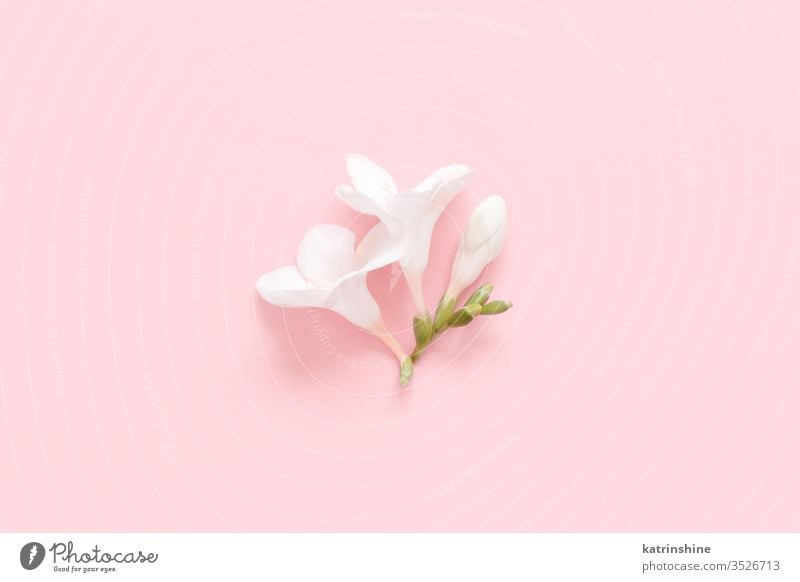 Creative layout made of pink and white flowers and paint brush on pastel  blue background - a Royalty Free Stock Photo from Photocase