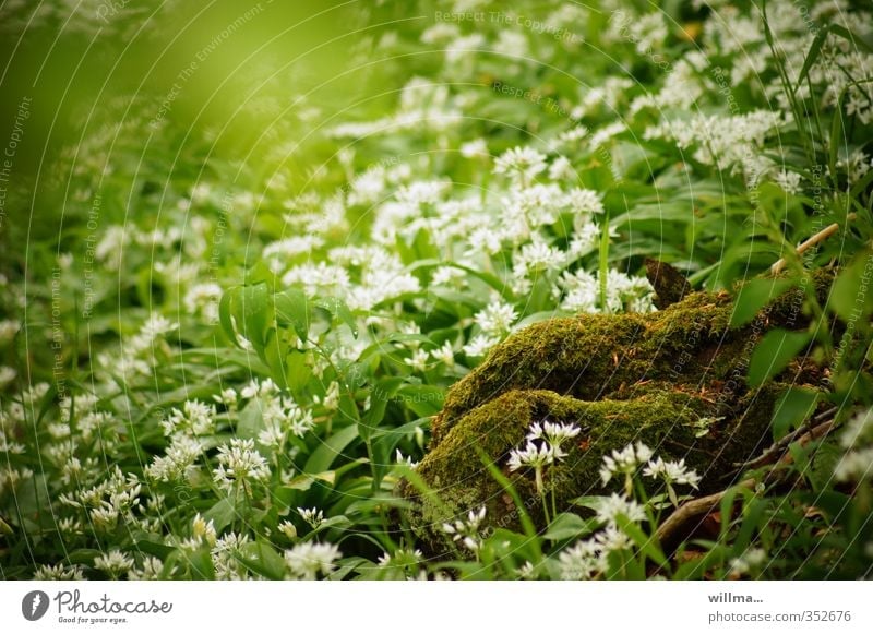 At the bosom of nature Moss Club moss Nature's breasts wild garlic Meadow Forest Blossoming Green White wild vegetables moss mound Plant Spring erotic