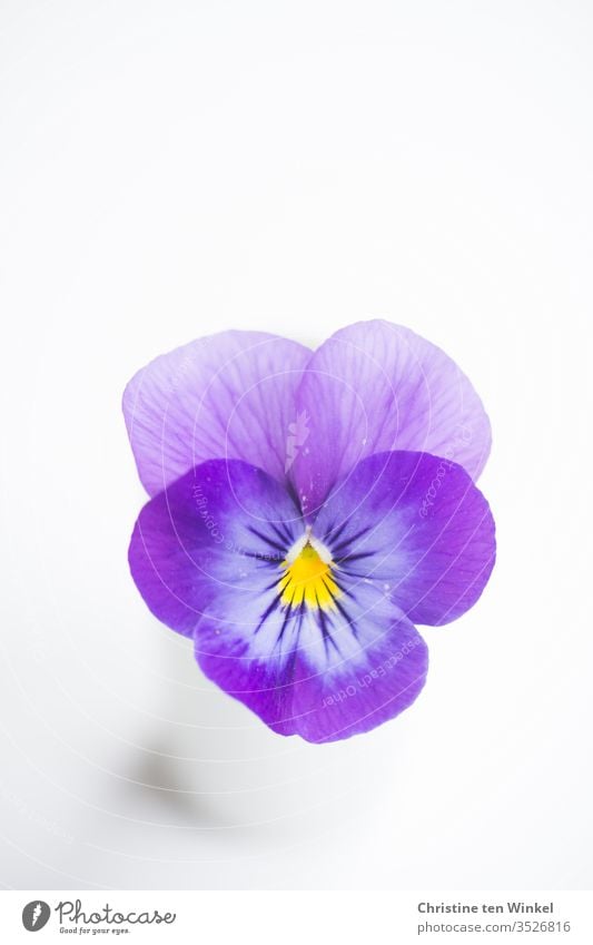 White Background Single Violet Flower - Inkeriini