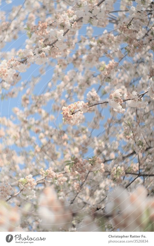 Beautiful Bright Pink Cherry Blossoms Against Blue Sky in Spring by Beverly  Claire Kaiya