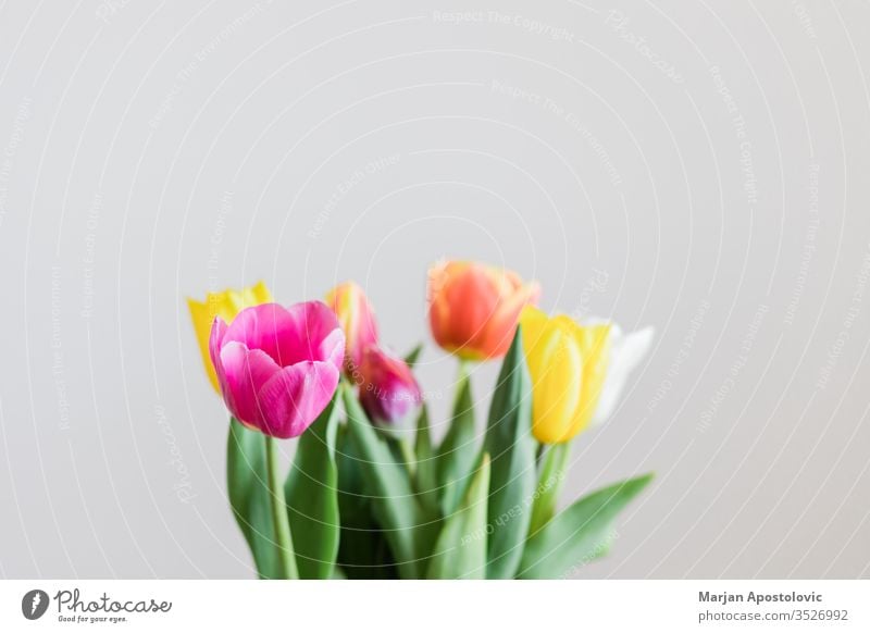 Beautiful multicolored tulips in a vase on white background arrangement banquet beautiful beauty bloom blooming blossom bouquet bulbous bunch colorful copy