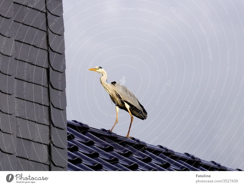 Entrance door not found - or a grey heron that has landed on our roof Heron Grey heron birds Animal Exterior shot Nature Day Colour photo 1 Deserted Wild animal
