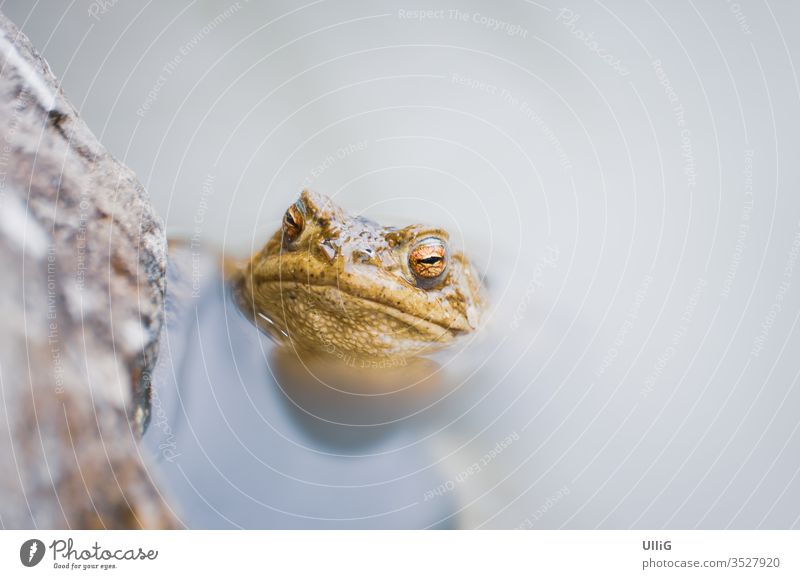 Common Toad, Bufo bufo toad earth toad bufo bufo frog amphibians pond biotope waters spawning season specimen animal nature life eyes looking watching pupils