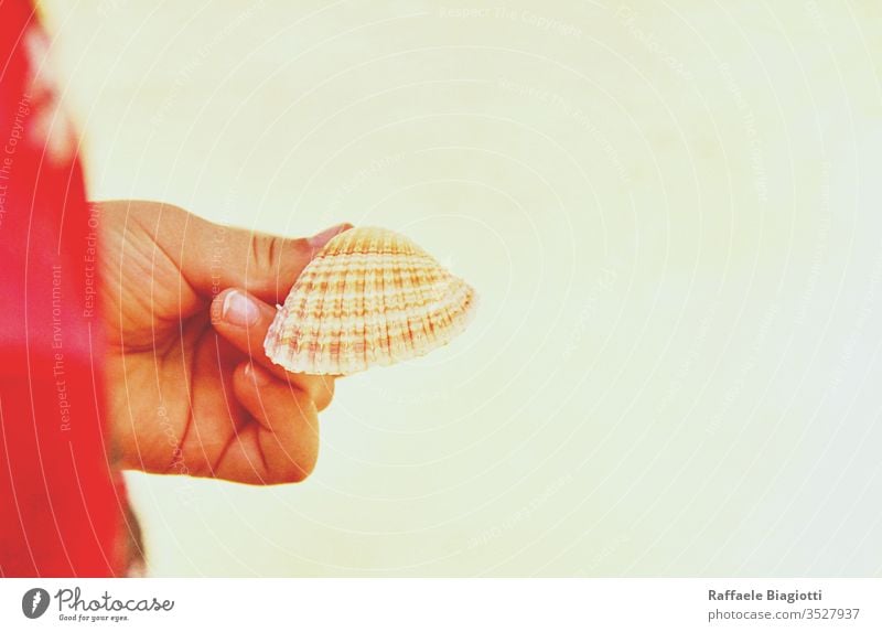 Beautiful Shell in a Child's hand beach sea shell sand background ocean nature tropical vacation kid concept seashell child person girl choice junk earth