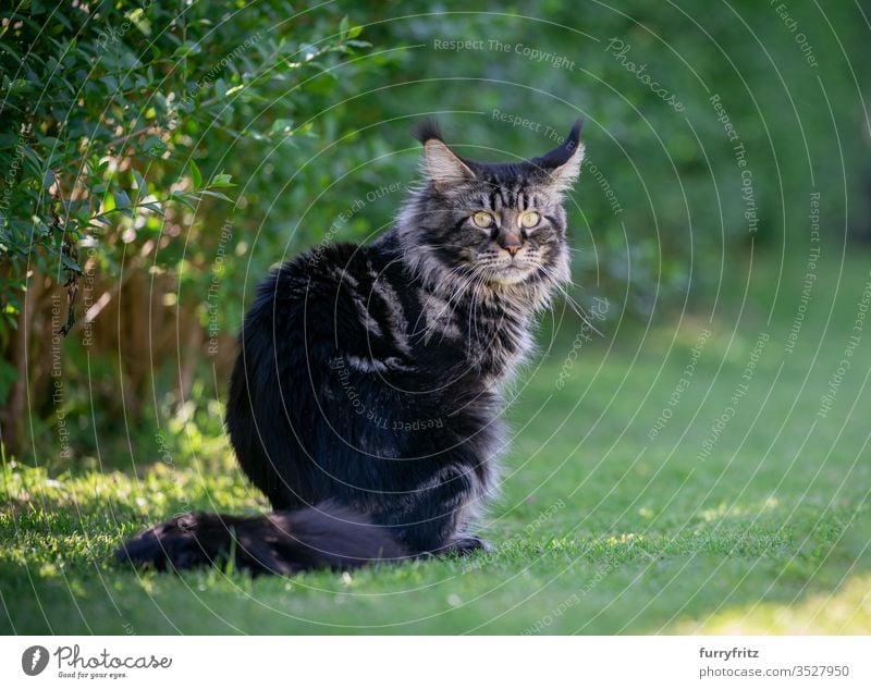 Tabby Maine Coon cat sitting in the garden next to a hedge Cat pets Outdoors Nature Botany green Lawn Meadow Grass sunny Sunlight Summer spring purebred cat