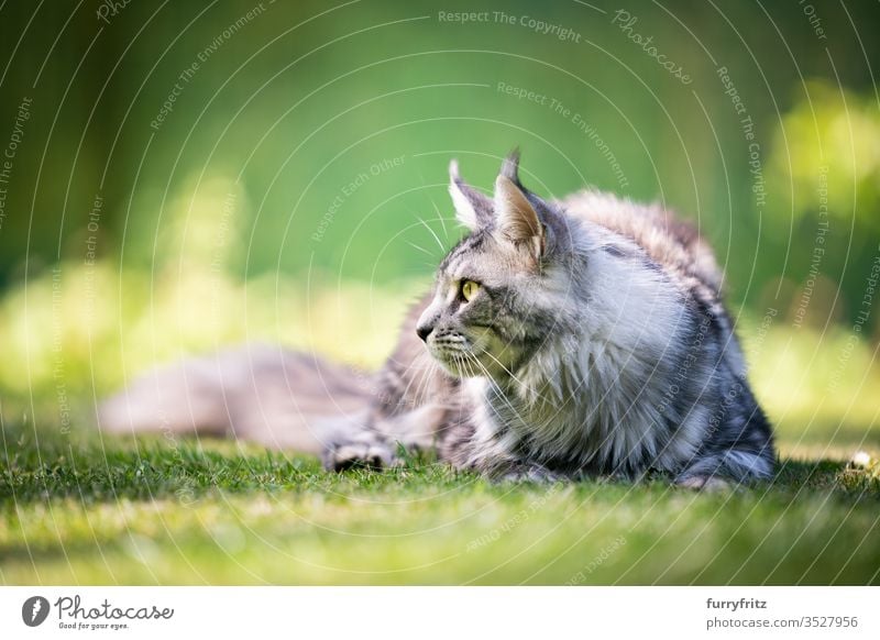 Maine Coon cat, looking to the side in the garden Cat pets Outdoors Nature Botany green Lawn Meadow Grass sunny Sunlight Summer spring purebred cat