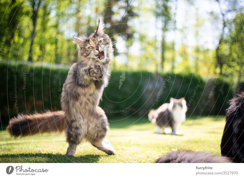 playful young Maine Coon cat playing with feather toys in the garden Cat pets Outdoors Nature Botany green Lawn Meadow Grass sunny Sunlight Summer spring