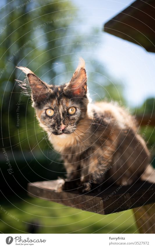 cute tortie Maine Coon kitten sitting on a scratching post outside and looking into the camera Cat pets Outdoors Nature Botany green Lawn Meadow Grass sunny