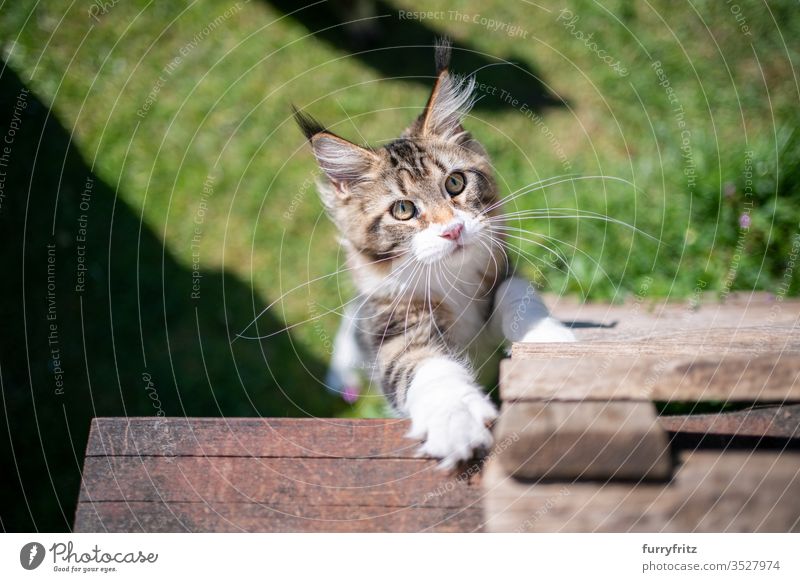 curious Maine Coon kitten wants to climb up Cat pets Outdoors Nature Botany green Lawn Meadow Grass sunny Sunlight Summer spring purebred cat Longhaired cat