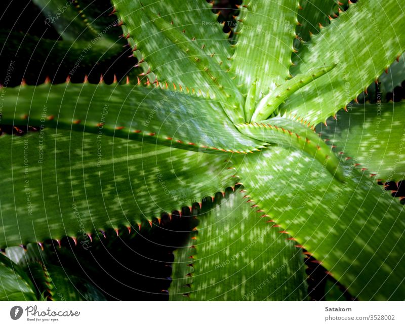 Succulent plant close-up, fresh leaves detail of Aloe plant succulent aloe thorn leaf green red beautiful nature spines natural grow decoration closeup garden
