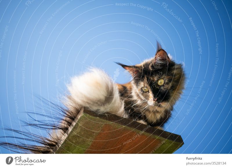 tortie maine coon cat sitting on an elevated outdoor viewing point in front of a clear blue sky looking down Cat pets Outdoors Nature Botany Blue Clear sky