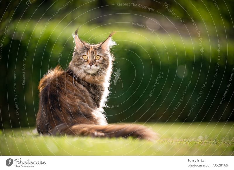 Portrait of a young Maine Coon cat sitting in a sunny, windy garden Cat pets Outdoors Nature Botany green Lawn Meadow Grass Sunlight Summer spring purebred cat