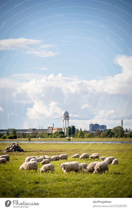 Flock of sheep on the Tempelhofer Feld Hiking Spring fever Light (Natural Phenomenon) Panorama (View) Structures and shapes Sunbeam Environmental protection