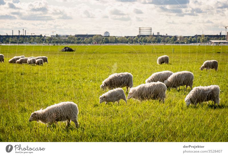 Flock of sheep on the Tempelhofer Feld take a walk To go for a walk spring Landscape variegated Experiencing nature Miracle of Nature Exterior shot
