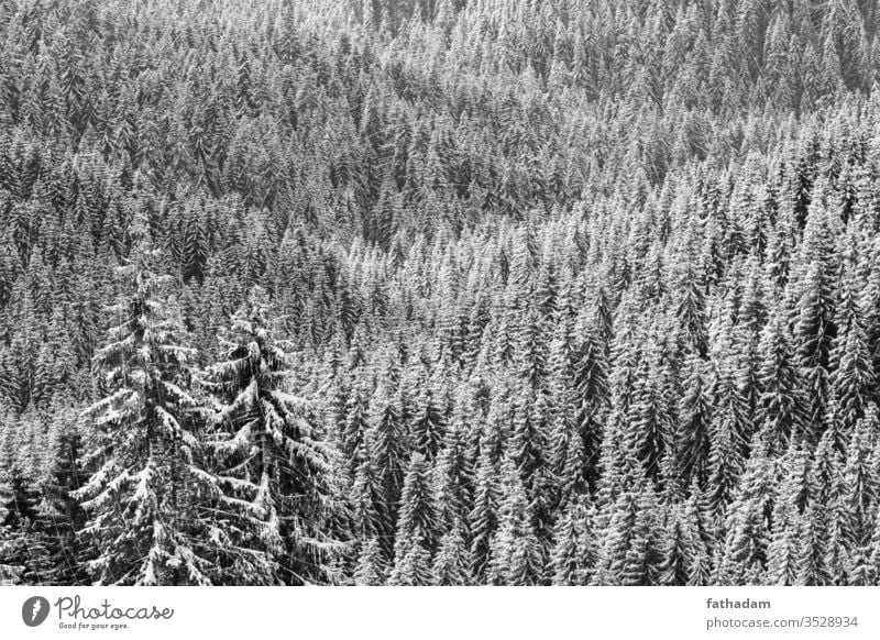 Pine forest at winter in sunlight in black and white Forest Forestry pine tree pine forest Mountain Tree Winter winter landscape Winter mood Seasons Austria