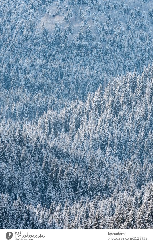 Pine forest at winter in sunlight Forest Forestry pine tree pine forest Mountain Tree Winter winter landscape Winter mood Seasons Austria Snow Snowfall Weather