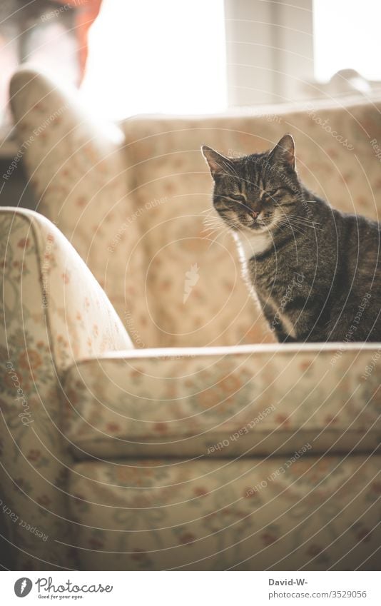 Cat sitting on an old armchair Old Armchair Rustic melancholically melancholy Past Former then at grandma's with grandmother Retro tranquillity Emanation