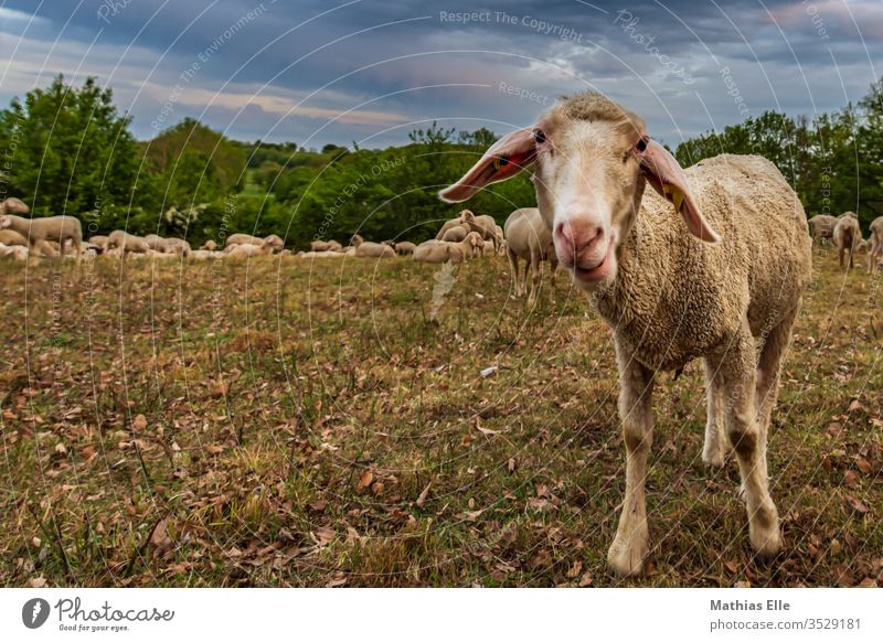 Sheep on pasture Forward Animal portrait Exterior shot Deserted Day Shadow Deep depth of field Comfortable Friendship Warm-heartedness Safety (feeling of)