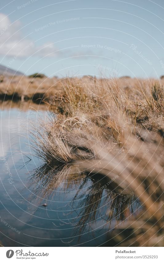 #As# Near the water Water Surface of water New Zealand New Zealand Landscape Grass Meadow reflection Beautiful weather Exterior shot Nature Colour photo Day