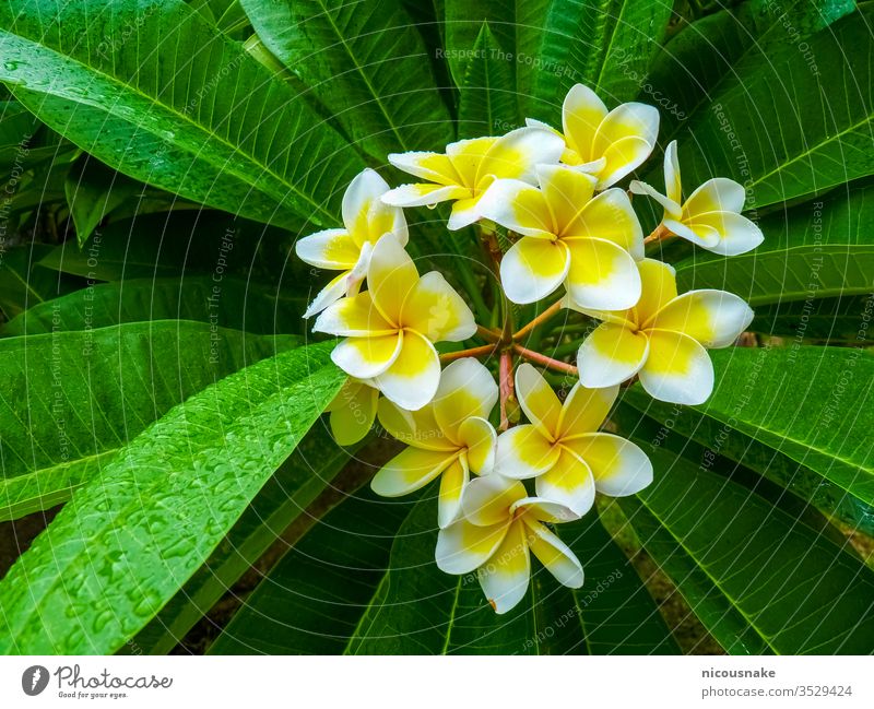 Frangipani flower near Hue Citadel, Hue, Vietnam floral aquatic asia asian background beautiful beauty bloom blooming blossom botany china closeup environment