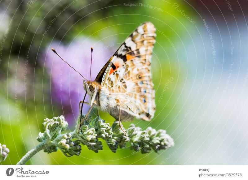 Sitting butterfly on flower buds, with completely rolled out trunk Butterfly Painted lady Proboscis Feeler Compound eye Insect Animal Nature Animal portrait 1