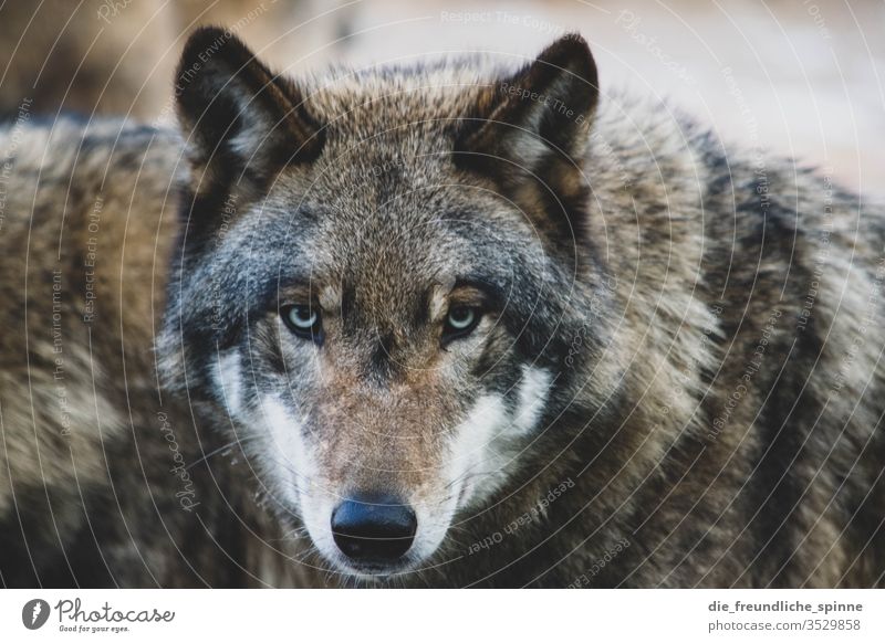 wolf Wild animal Animal Nature Exterior shot Colour photo Looking Animal portrait Carnivore Close-up Mammal animal world fauna Hide Observe Wolf predator