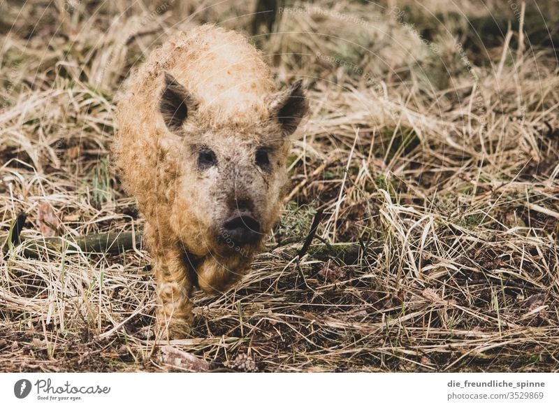 cute wool pig piglets Wool pig Swine Piglet Animal Colour photo Farm animal Exterior shot Animal portrait Baby animal Sow Dirty Nature Day Cute luck Agriculture