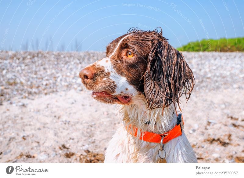 Springer spaniel dog with wet fur by a beach springer spaniel sand dogs forest park face adorable carnivore obedient gundog dirty outdoors staring hunting