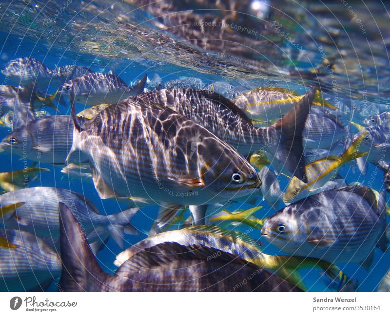 OLYMPUS DIGITAL CAMERA Fische Underwaterworld Unterwasser Kuba Korallenriff Schnorcheln Atlantik Karibik Wasser Seewasser Artenvielfalt Tauchen Tauchgang