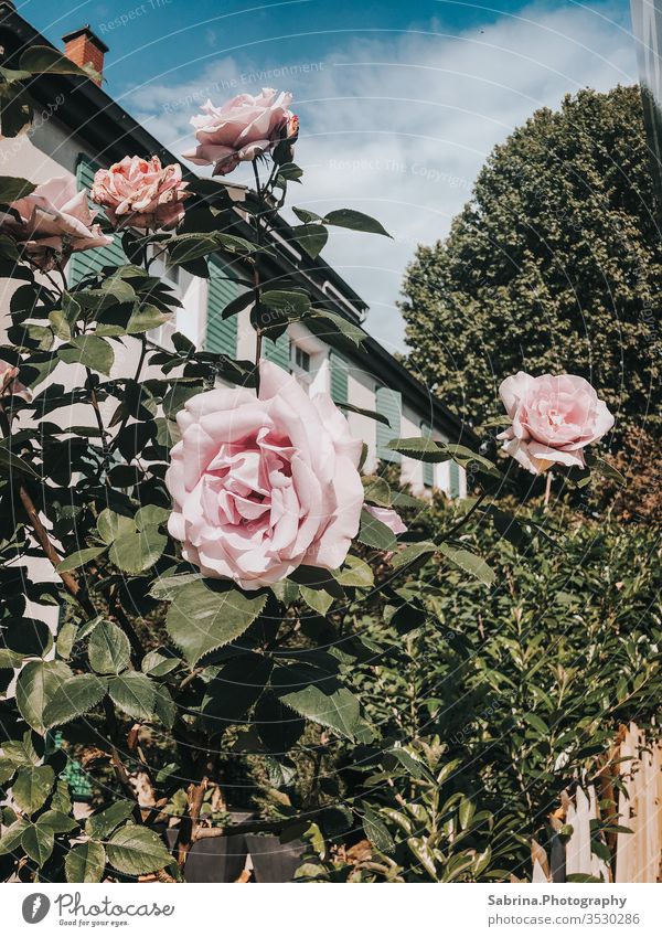 Roses in front of a house in the city centre on Mother's Day pink Rose plants flowers Exterior shot Pink vintage Ludwigshafen Rhineland-Palatinate Germany