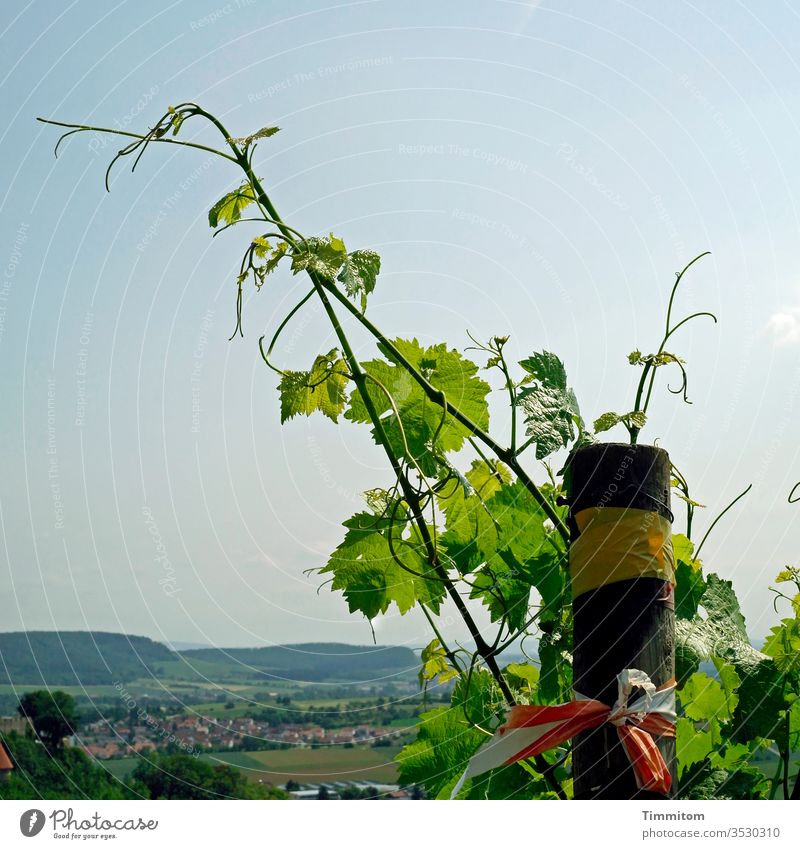 Grapevines over Swabian village Vine Vineyard Growth green Nature Plant Wine growing Pole Landscape hillock Village