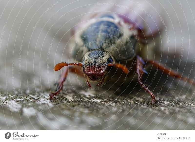 Little Alien: Portrait of a cockchafer May bug Animal portrait Animal face Macro (Extreme close-up) macro macro photography Shallow depth of field Frontal