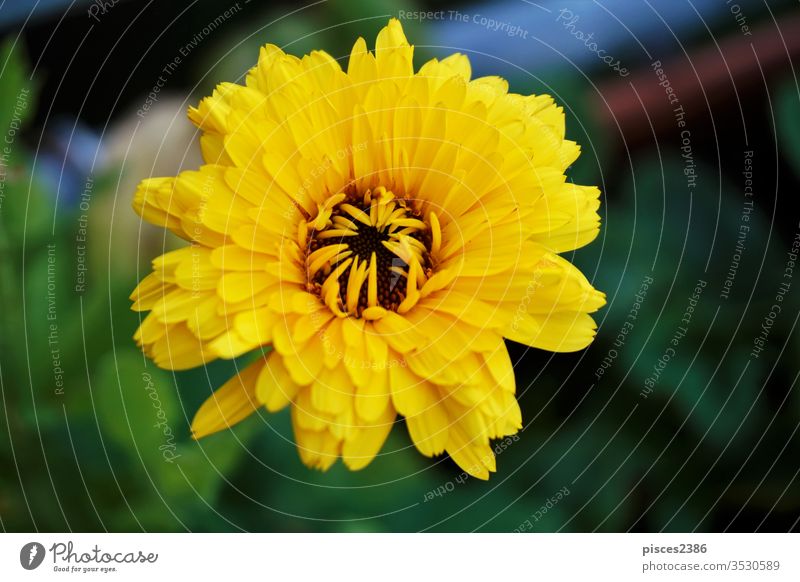 A yellow Calendula officinalis blossom in the garden flower nature summer leaf bright petal pollen growth outdoors horizontal color image no people plant colors