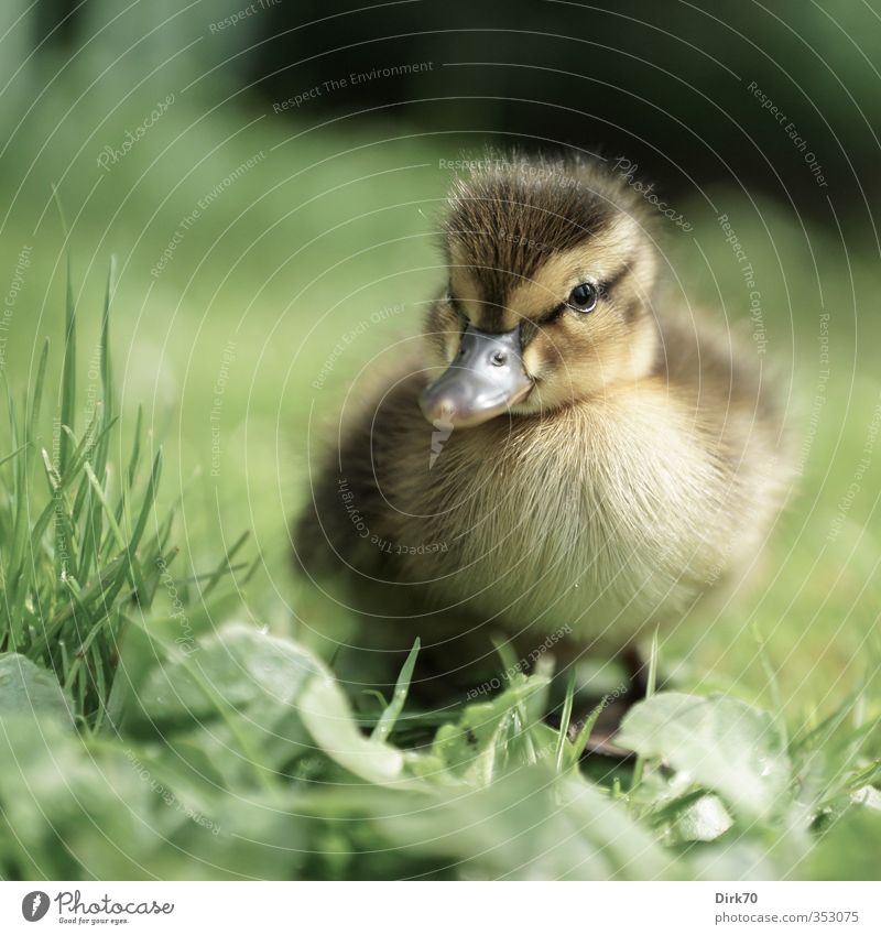 Standing on your own two feet ... Grass Leaf Meadow Animal Wild animal Bird Duck Mallard 1 Baby animal Observe Looking Brash Free Cuddly Curiosity Cute Brown