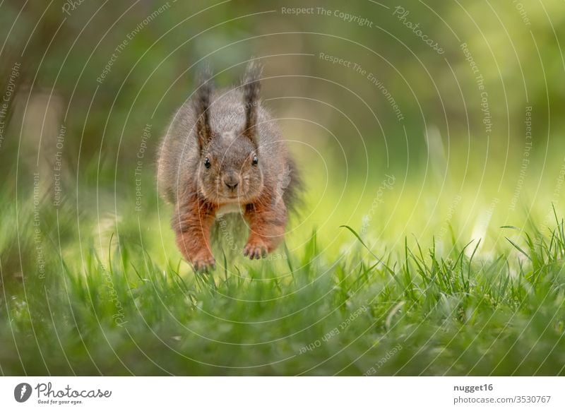 Squirrels Jumping Over The Meadow A Royalty Free Stock Photo From